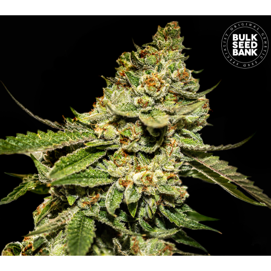 BRUCE BANNER #5